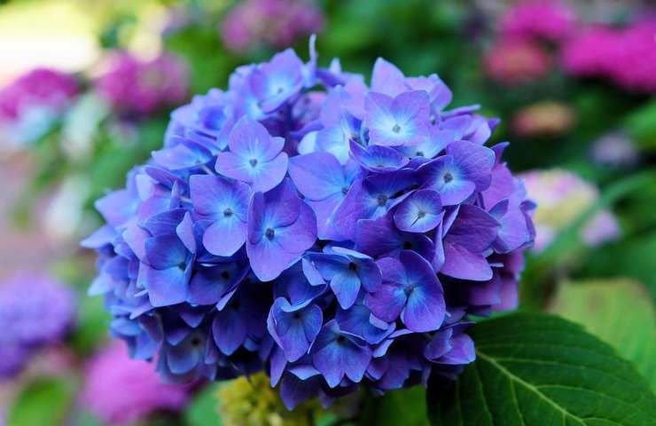 Dei fiori di ortensie dai magnifici colori