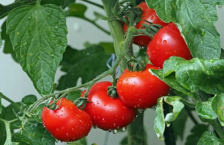 Dei pomodori appena innaffiati