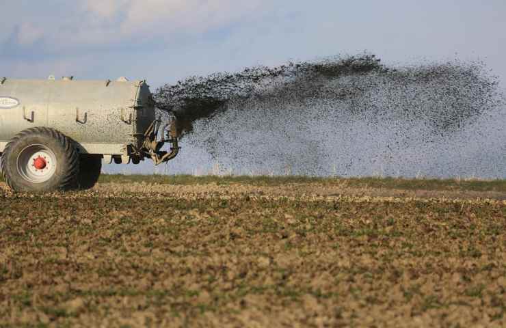 Del fertilizzante gettato in un campo coltivato