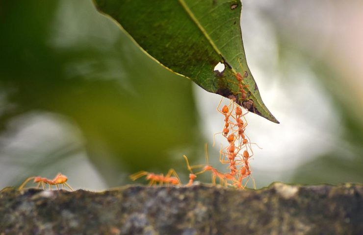 Delle formiche rosse in azione