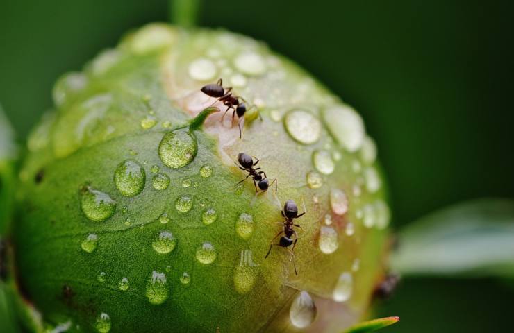 Delle formiche su di una foglia