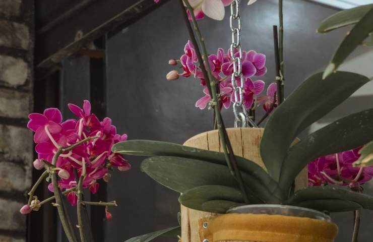 Delle orchidee in vasi singoli