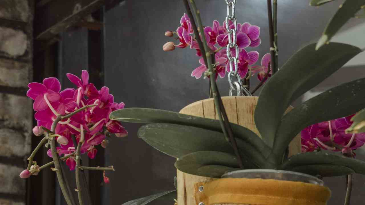 come coltivare le orchidee consigli