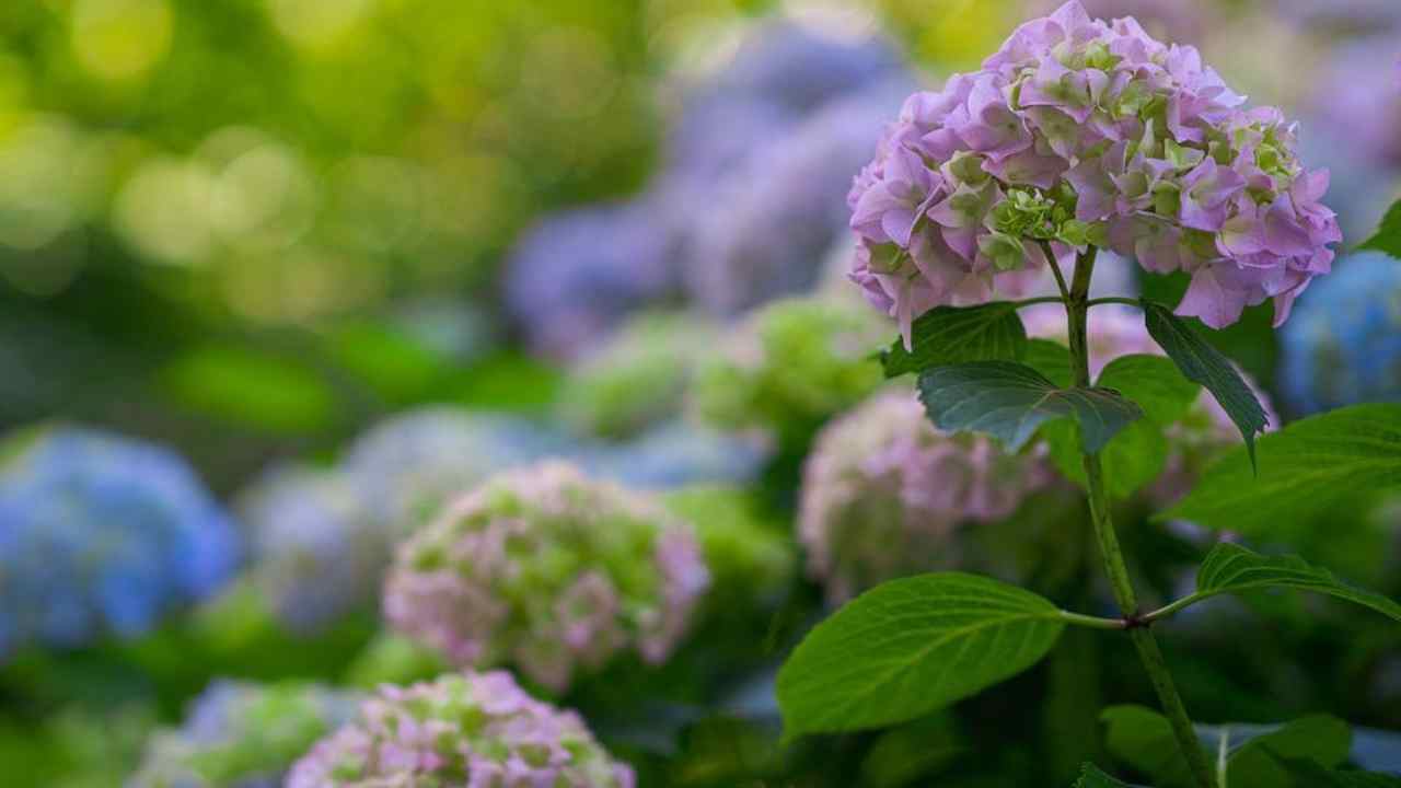 come proteggere le ortensie consigli
