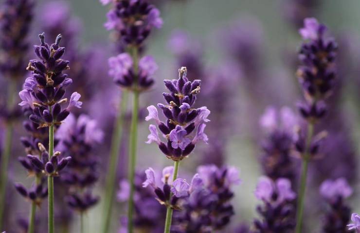 Delle piante di lavanda