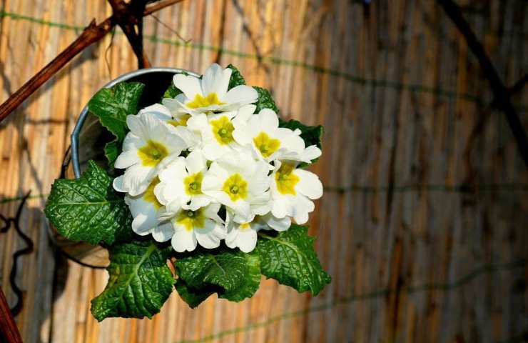 Delle primule di colore bianco