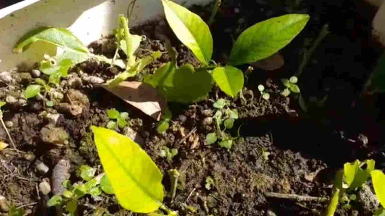 Pianta di limoni in vaso