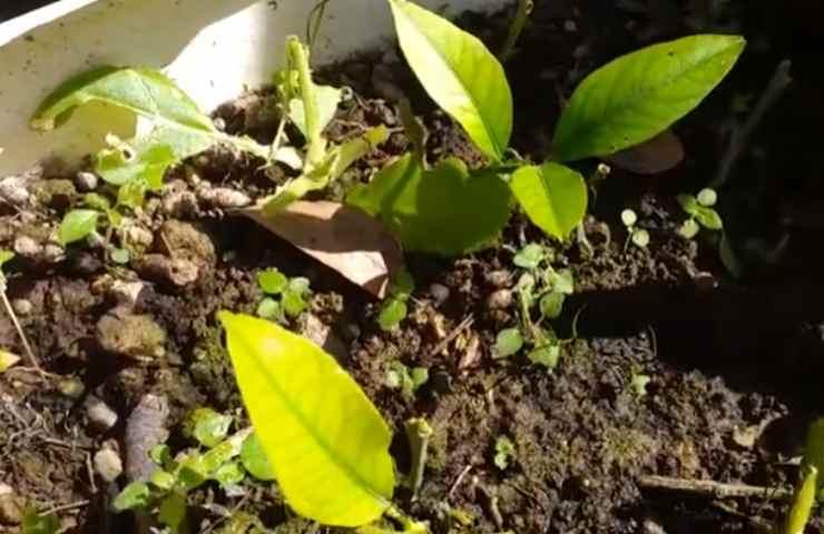 Pianta di limoni in vaso come curarla