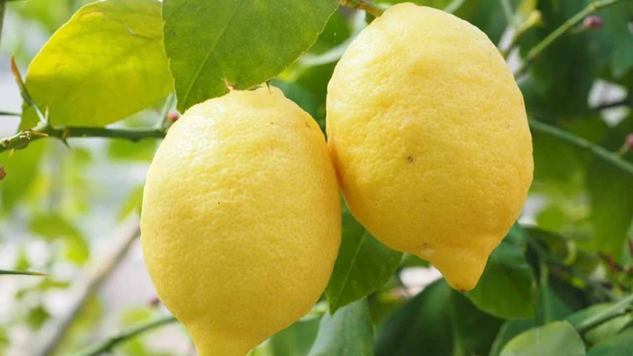 Limone in vaso cura
