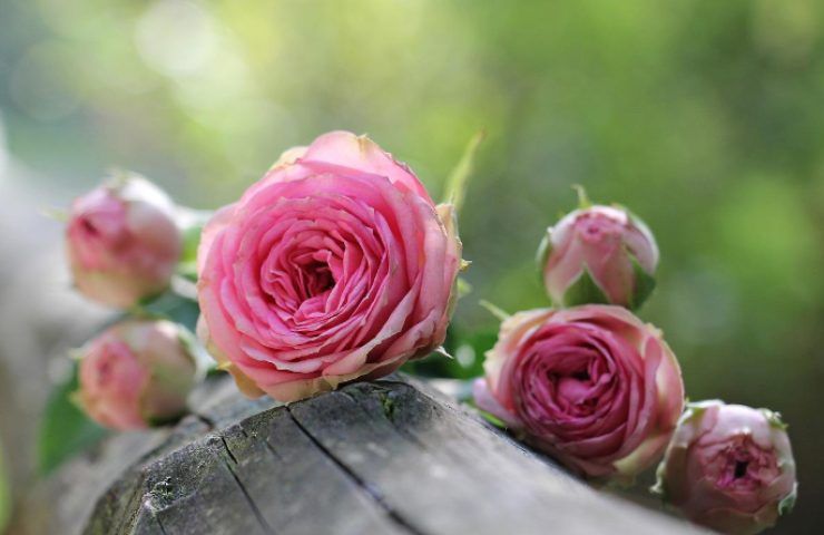 varietà fiore rosa profumato
