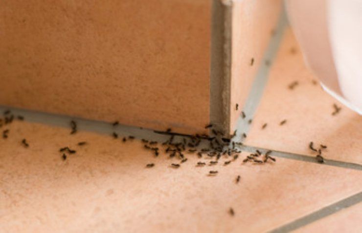 casa con formiche