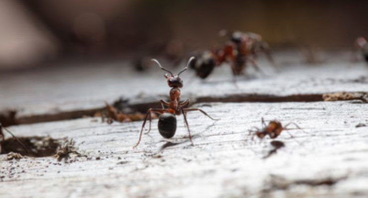 formiche in casa rimedi