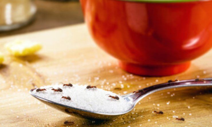 formiche su cucchiaio di zucchero