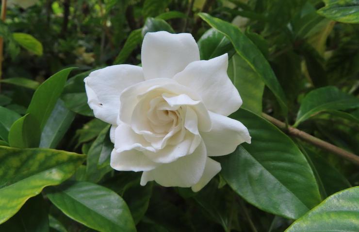 fiore bianco casa giardino