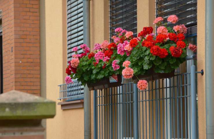 fiori decorare giardini terrazzi estate