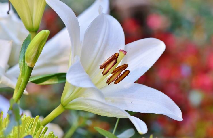 fiore bianco casa