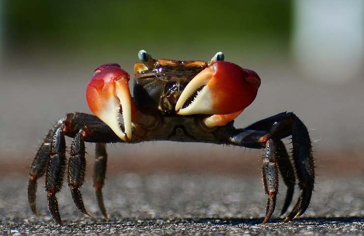 Crab walk 