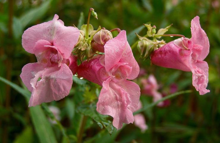 coltivazione impatiens balcone