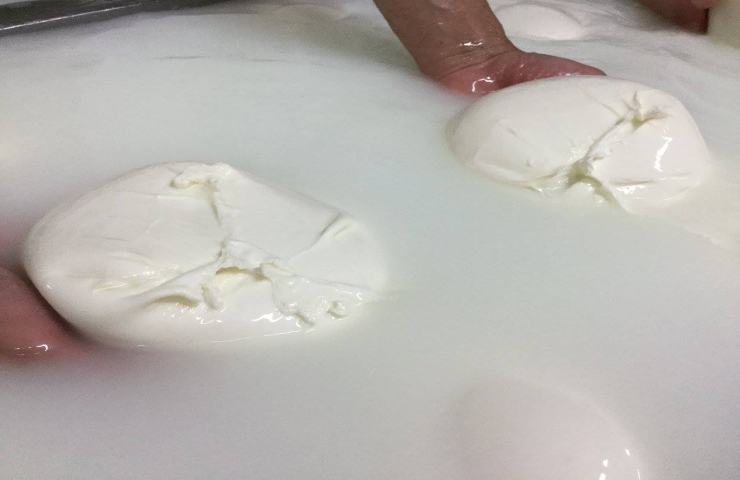 Mozzarelle nella loro fase di preparazione