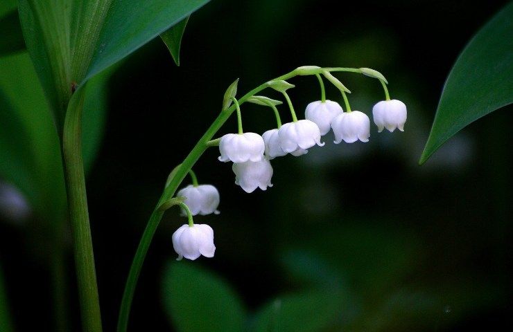 piante fiori bianchi