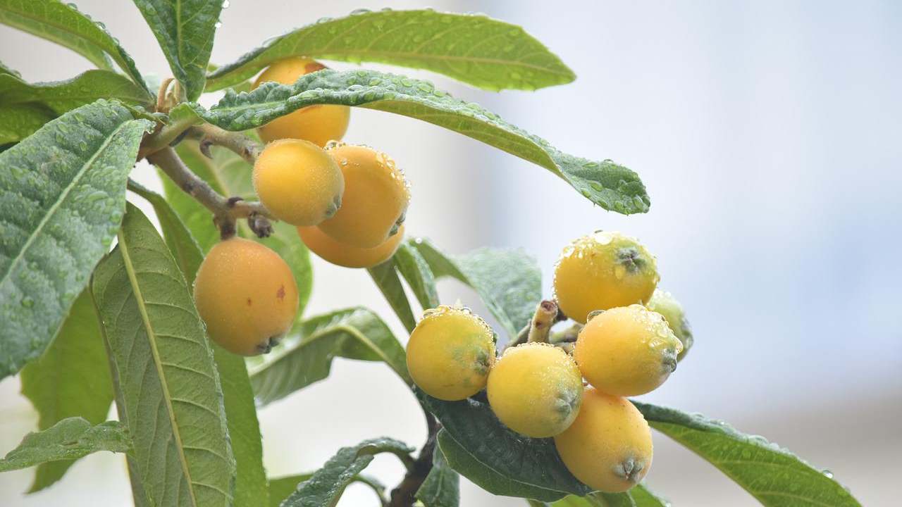 pesticidi tossici nespole