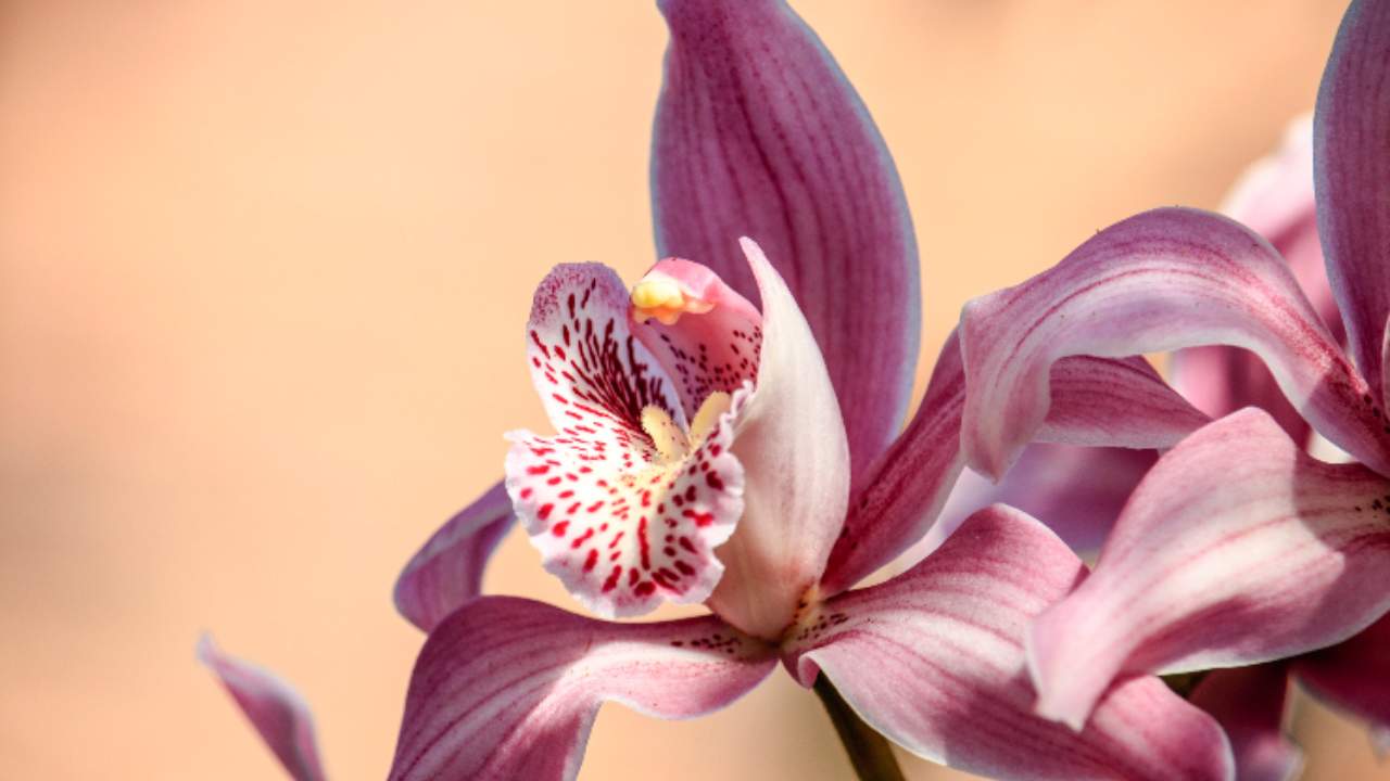 Rifiorire orchidea