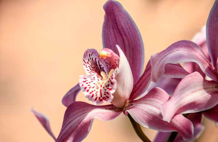 Orchidea boccioli