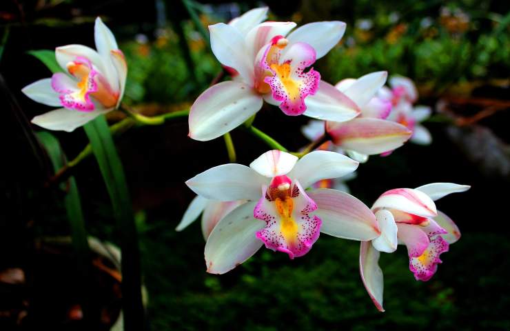 Orchidee elegatissime