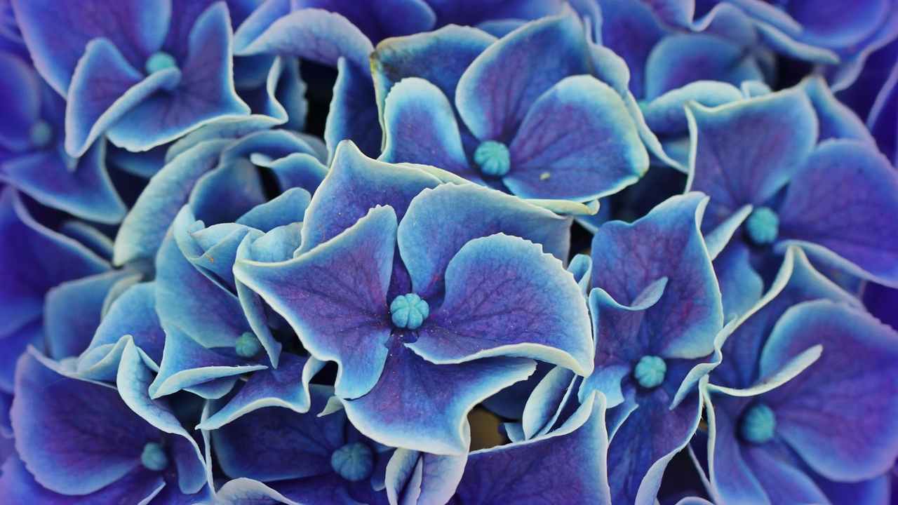 Ortensia colore