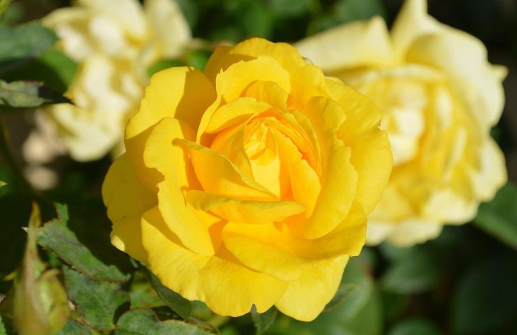 rose belle profumate
