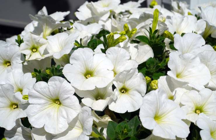 fiori bianchi decorare balcone