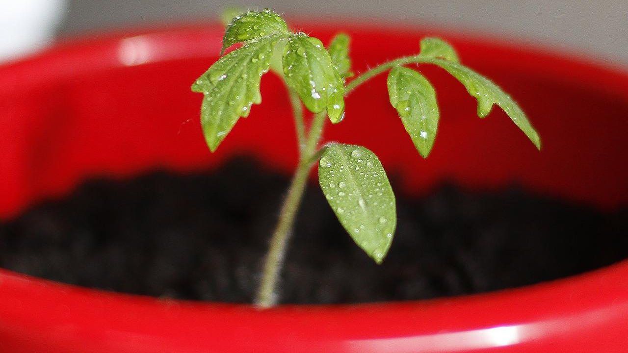 ora precisa annaffiare pomodori