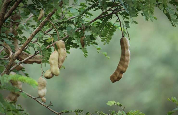 tamarindo salute ricette