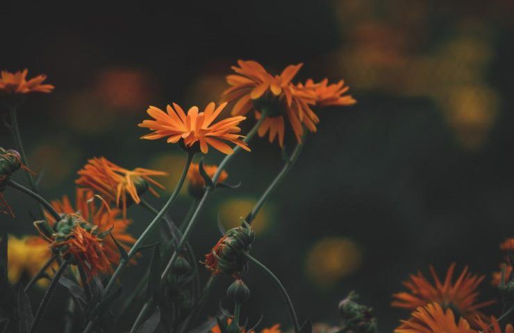 Piante di calendula selvatica