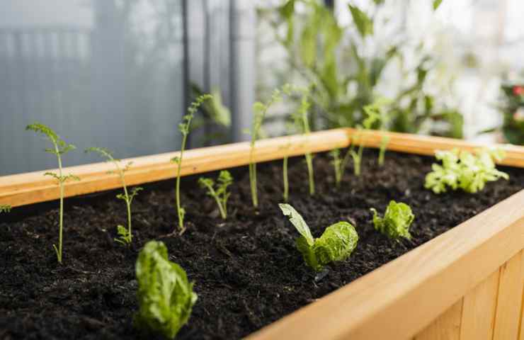 Piantine coltivate sul balcone