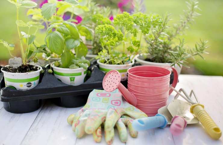 Piantine e strumenti da giardinaggio