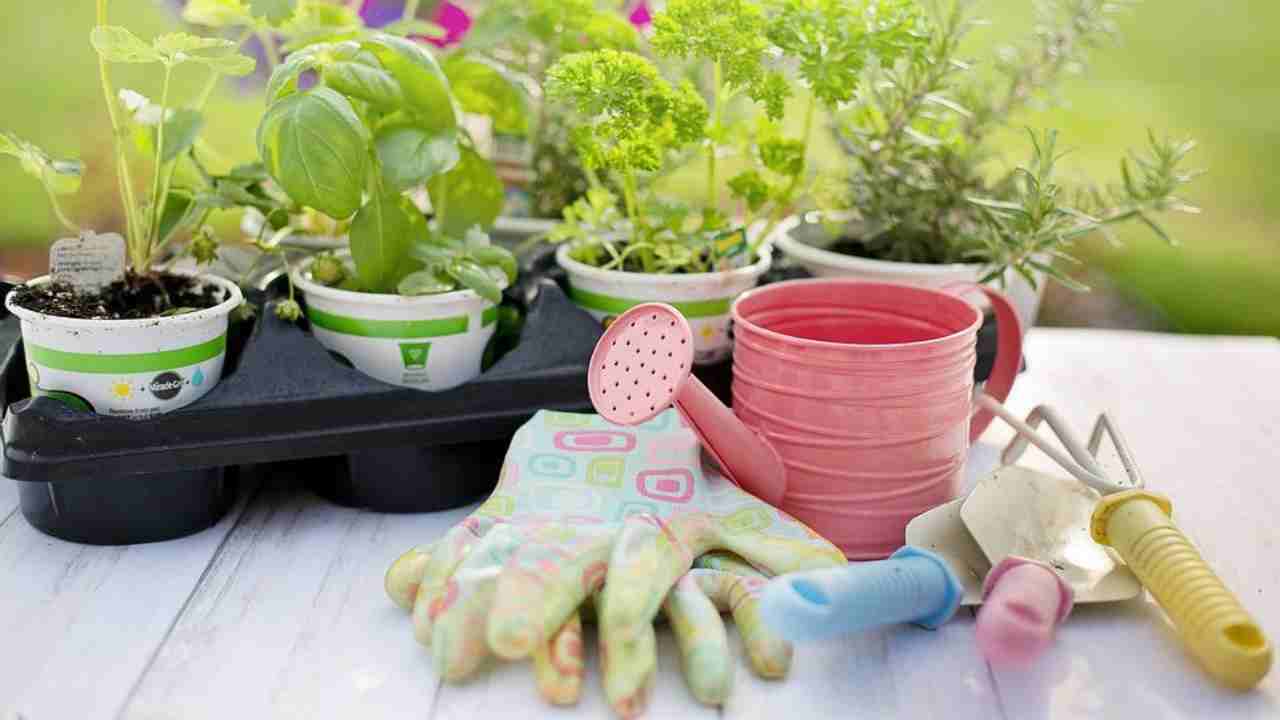 fertilizzante per piante come crearlo