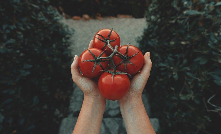 pomodori benefici