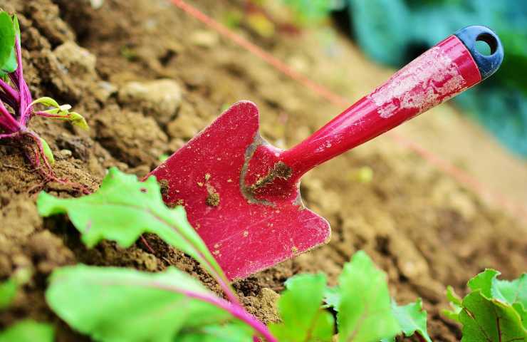 colore terriccio salute piante