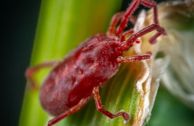 rimedi ragnetti acari rossi piante