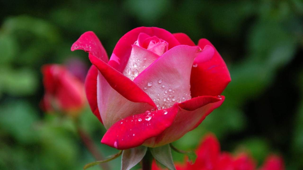 Rametti di rosa come piantarli