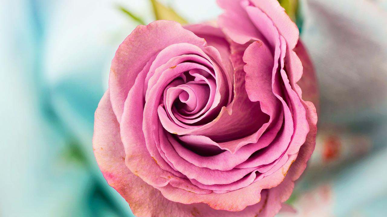 Bocciolo di rosa