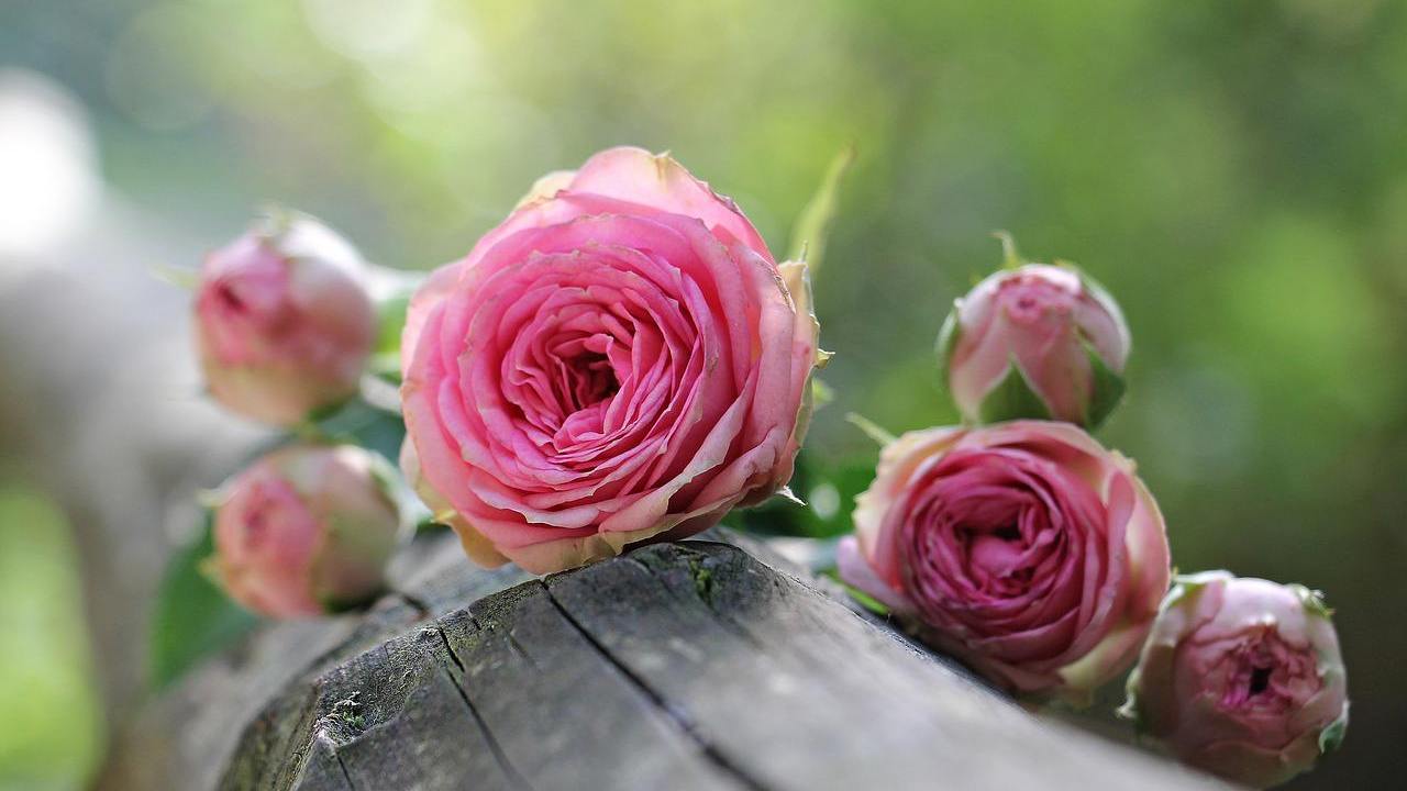 varietà rose profumate