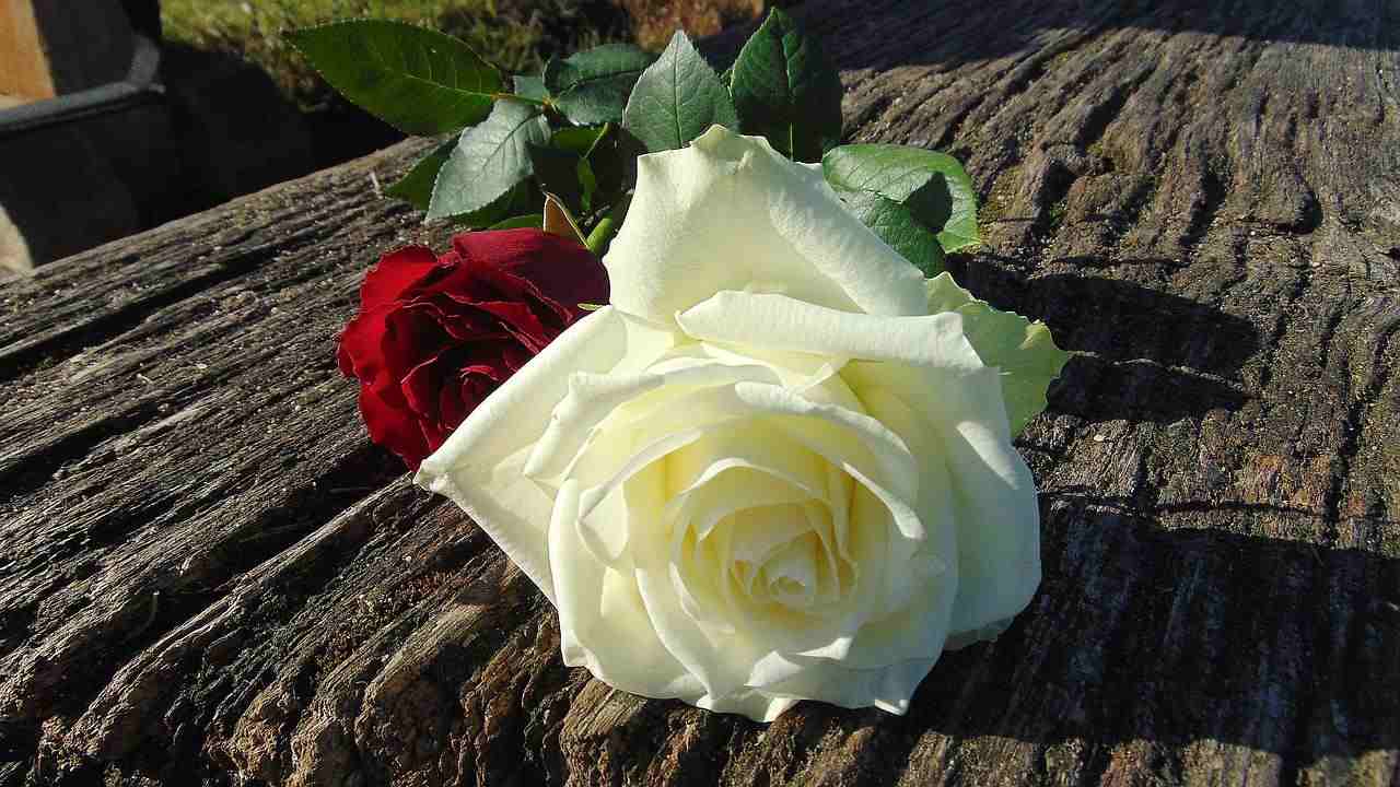 moltiplicare rose ramo piantumazione