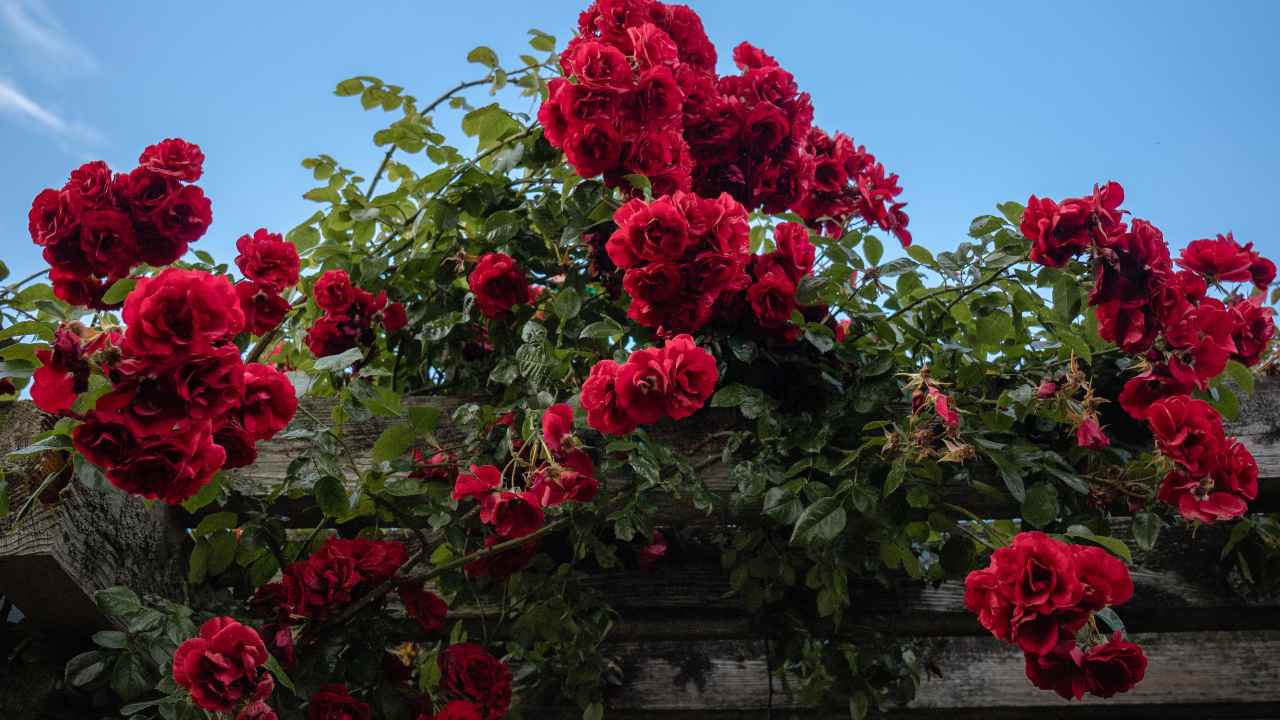 insetticida naturale parassiti rose
