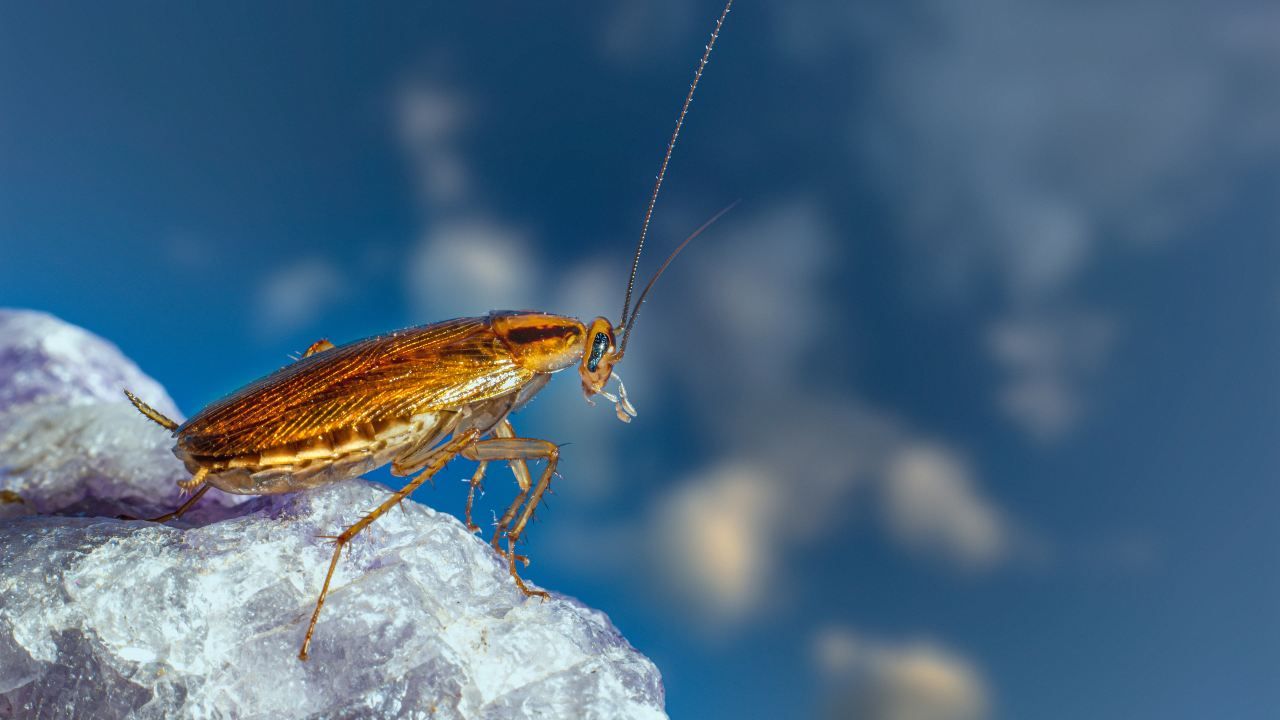repellente scarafaggi zanzare