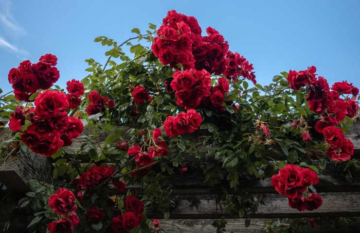 protezione rose parassiti