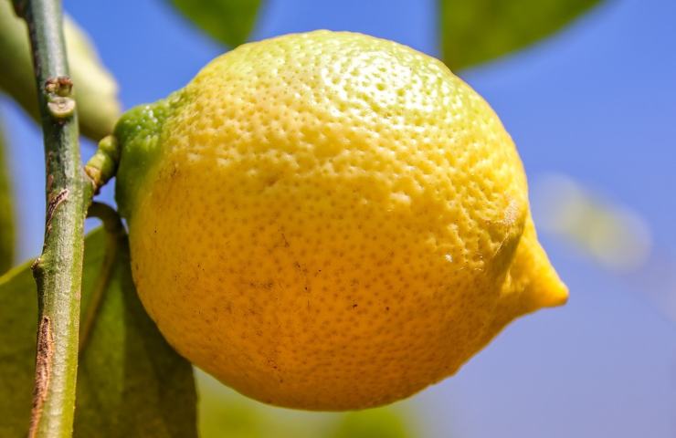 Un limone che sporge da una pianta