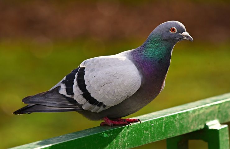 Un piccione riposa su una ringhiera