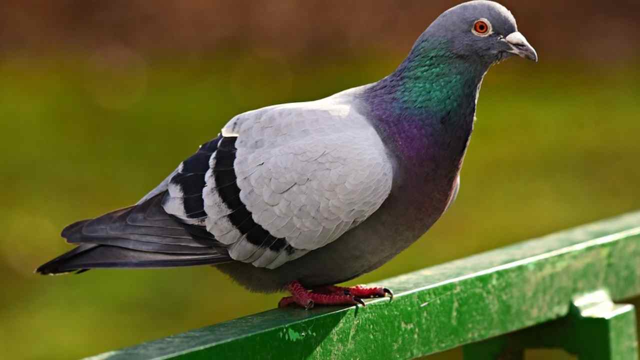 Come scacciare i piccioni dal balcone, e senza far loro del male fai così